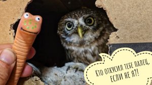 Пришёл дождь и всех намочил. Реакция сыча Лучика на червячка. Пёс Кубик пробует пюрешку с ложечки