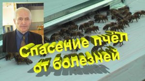 🐝 Спасение пчелиной семьи от болезней: эксклюзивный метод профессора Кашковского