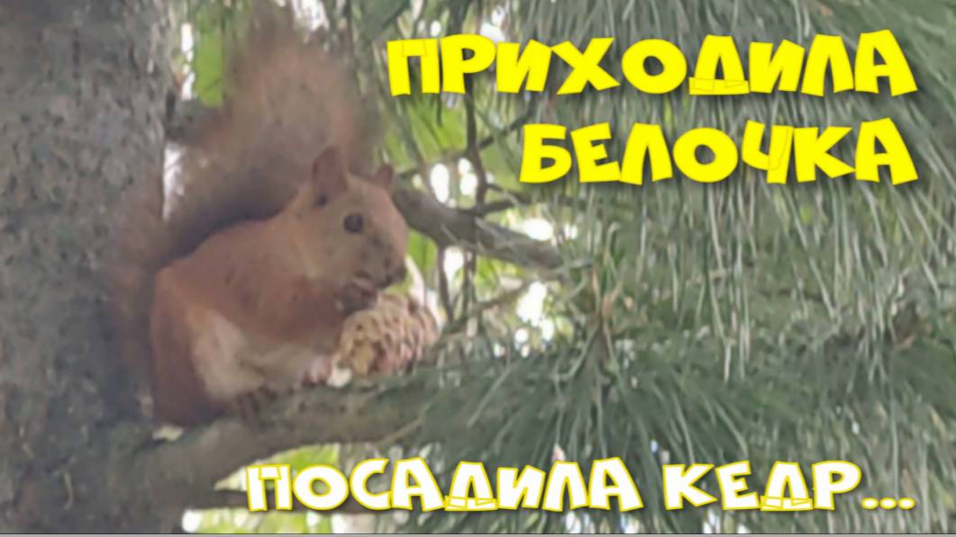 ПРИХОДИЛА БЕЛОЧКА. ПОСАДИЛА КЕДР. смотреть онлайн