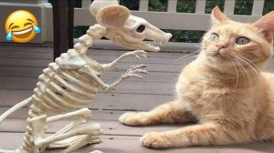 СМЕШНЫЕ КОТЫ 2025 ЛУЧШИЕ ПРИКОЛЫ С КОТАМИ, КОШКИ, ЖИВОТНЫЕ