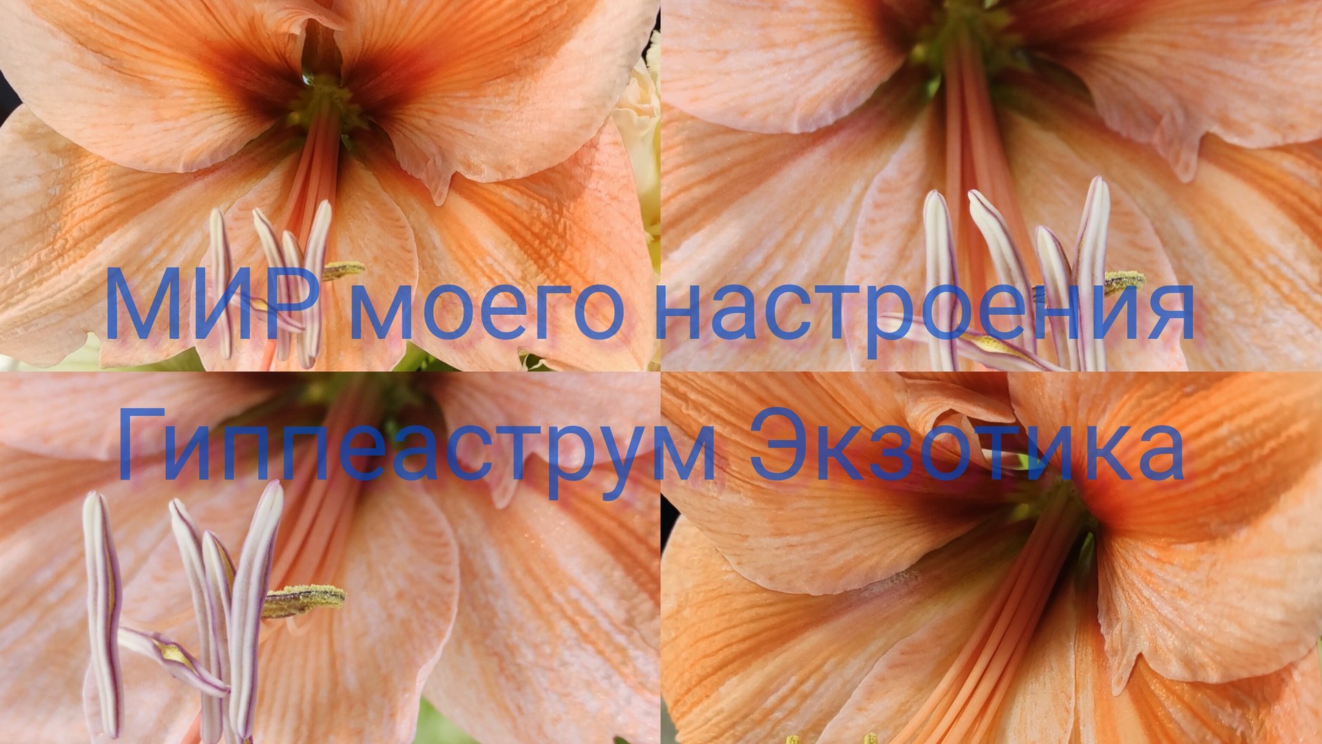 14.08.25 Гиппеаструм Экзотика смотреть онлайн