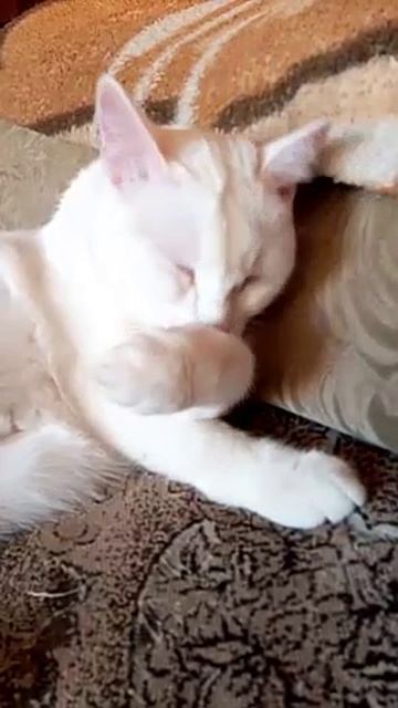 Котик умывается -01 смотреть онлайн