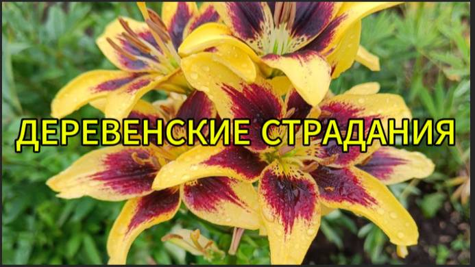 Деревенские страдания смотреть онлайн