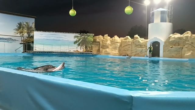 дельфинята