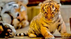 КОШМАР! В зоопарке решили УСЫПИТЬ три здоровых тигренка, потому, что от них отказалась мама тигрица