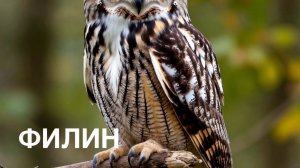 Алфавит. О ЖИВОТНЫХ. ФИЛИН.