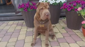 Тёплый летний вечер на любимой даче🌅Я  и моя собака Байса💕🤗#шарпей#собака#дачныебудни#обзордачи