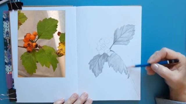 Урок рисунка. Рисуем веточку с ягодами, простым карандашом. Правильная штриховка по форме. смотреть онлайн