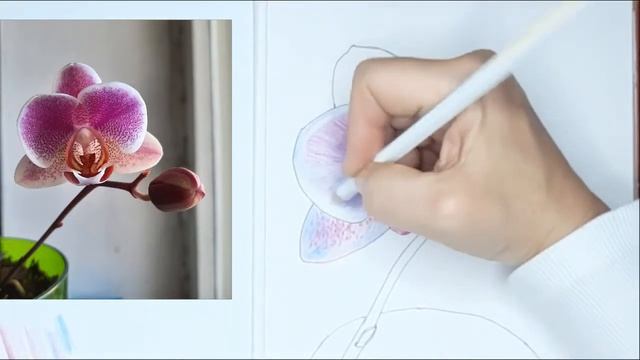 Рисуем орхидею цветными карандашами, мастер-класс смотреть онлайн