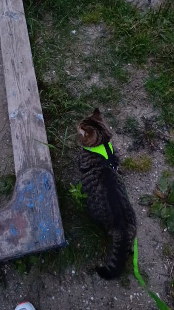 Барся врётся гулять на шлейке смотреть онлайн