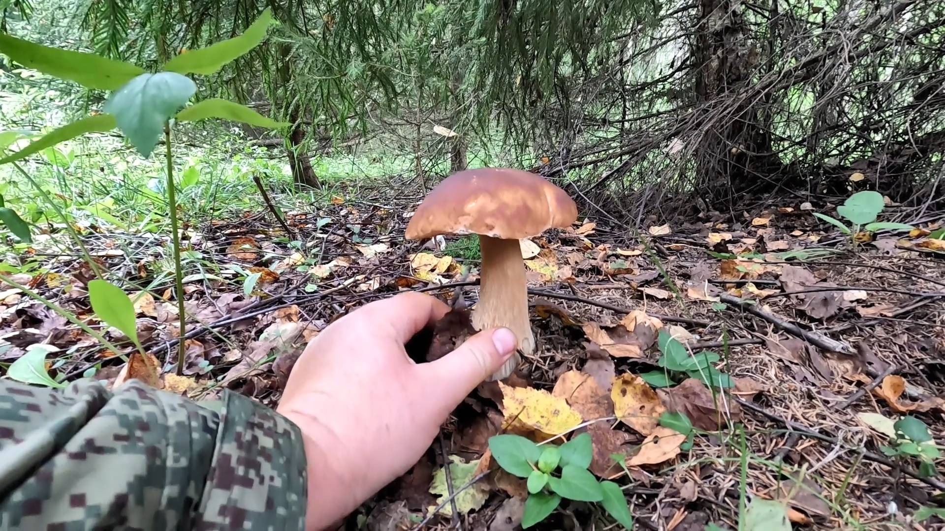 💥БЕЛЫЕ ГРИБЫ ПОШЛИ в ПОДМОСКОВЬЕ👉ГРИБНИКИ ЛОМАНУЛИСЬ В ЛЕС ЗА ГРИБАМИ! 🍄ГРИБНОЙ АВГУСТ 2025🌳🌲 смотреть онлайн