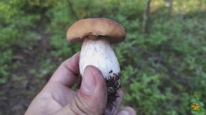 Белые грибы повсюду! Еле выбрались из окружения!!! 15.08.25