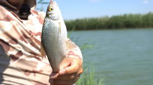 Поплавок в деле. Ловля на маховую удочку