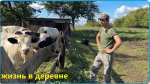 БЫКИ СЫТЫ И ОГОРОД ЧИСТЫЙ, КАРТОШКА ПОЧТИ СОЗРЕЛА , ЖИЗНЬ В ДЕРЕВНЕ