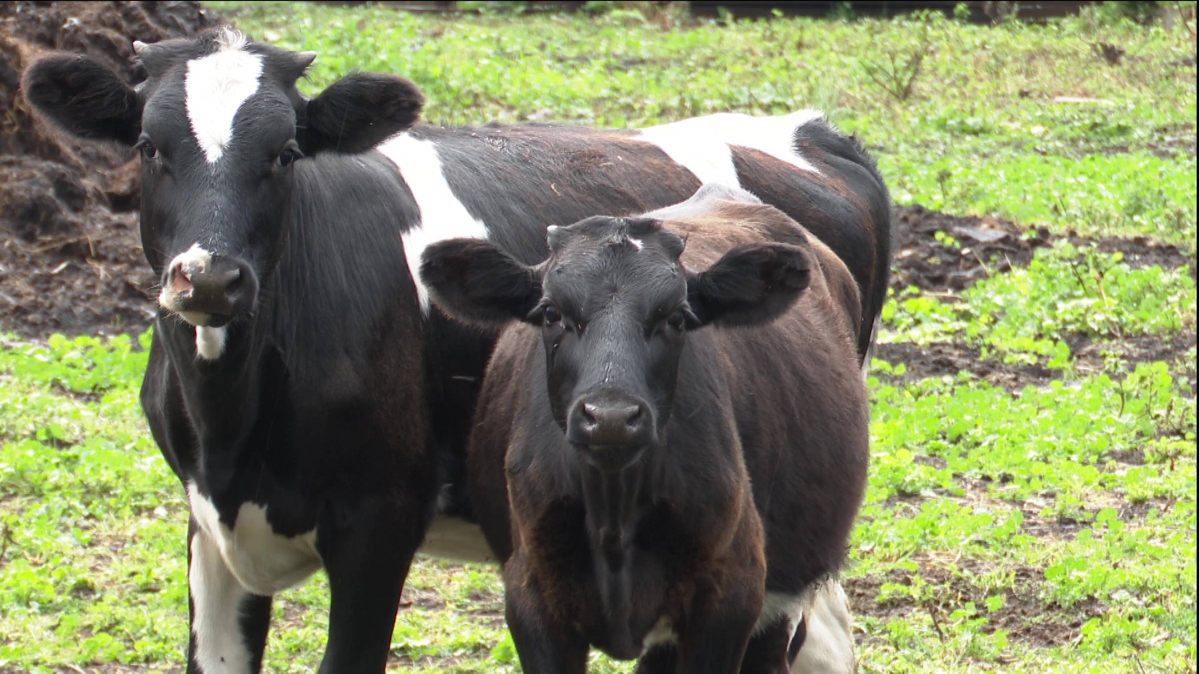 Семья Тумаковых из села Елаур Нурлатского района расширила свое ЛПХ благодаря грантовой поддержке смотреть онлайн