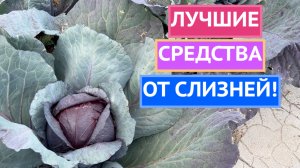 ПРОВЕРЕННЫЕ СПОСОБЫ БОРЬБЫ СО СЛИЗНЯКАМИ!