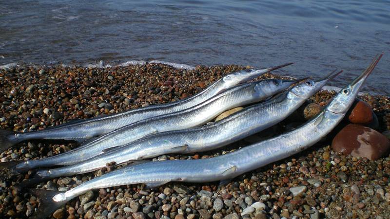 Сарган, ловля саргана. лучшая оснастка пилкера для саргана смотреть онлайн