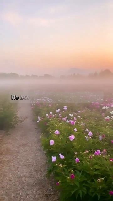 Фрагмент из песни 