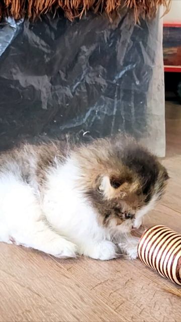 Котенок потерял равновесие. #котята смотреть онлайн