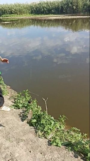 Внук таскает карасиков