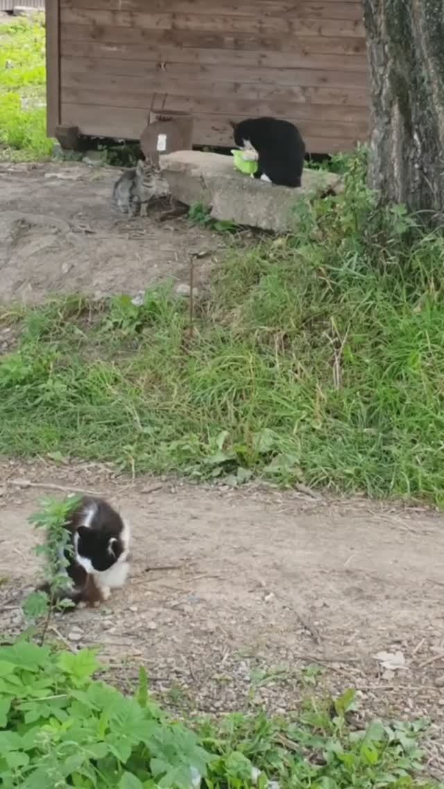 #Shorts  #Столовая #Животные