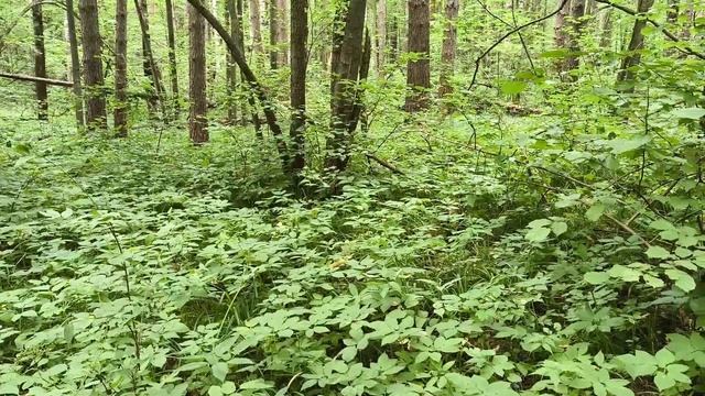 Перевоз музей+ Ичалковский бор и Пещеры. А завтра мы отправимся в Катунки и Юрьевец. смотреть онлайн