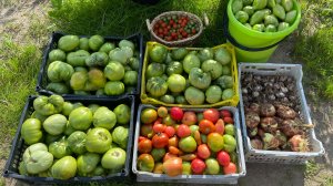 Продолжаю собирать урожай помидор.