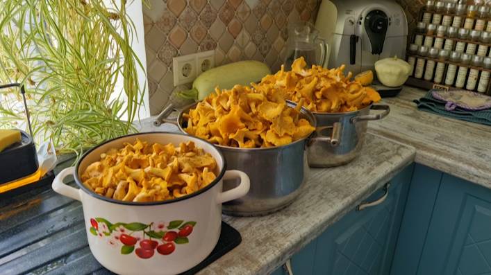 Перебираю и перерабатываю грибы. смотреть онлайн