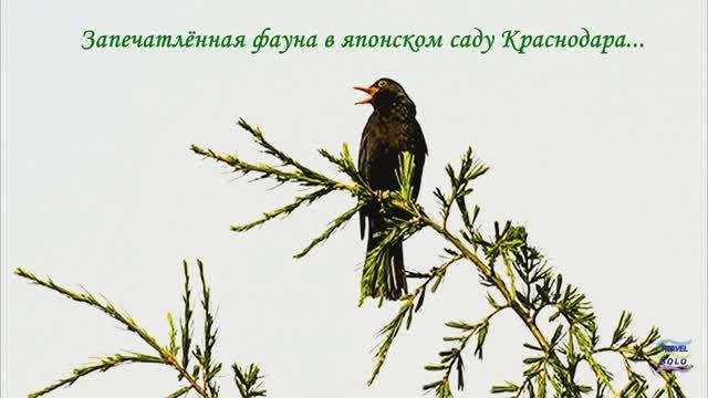 Запечатлённая фауна японского сада в Краснодаре...