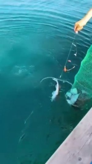 Простой парень встретил в Приморье дикую акулу и устроил настоящее шоу