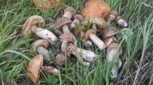 по грибы #5 грибов валом! подберёзовики,подосиновики,обабки! поиск и сбор грибов в Воронеже