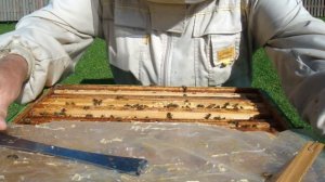 Отводки месяц спустя.