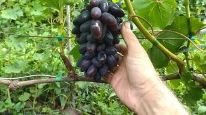 ГФ. Флагман селекции Калугина В. М ранний виноград.