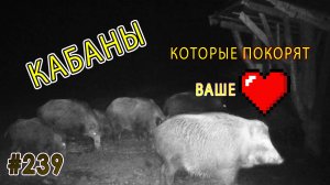 Дикий кабан – хозяин леса. Как выживает самый умный зверь?