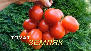 Томат ЗЕМЛЯК. Обзор сортов ТОМАТОВ!