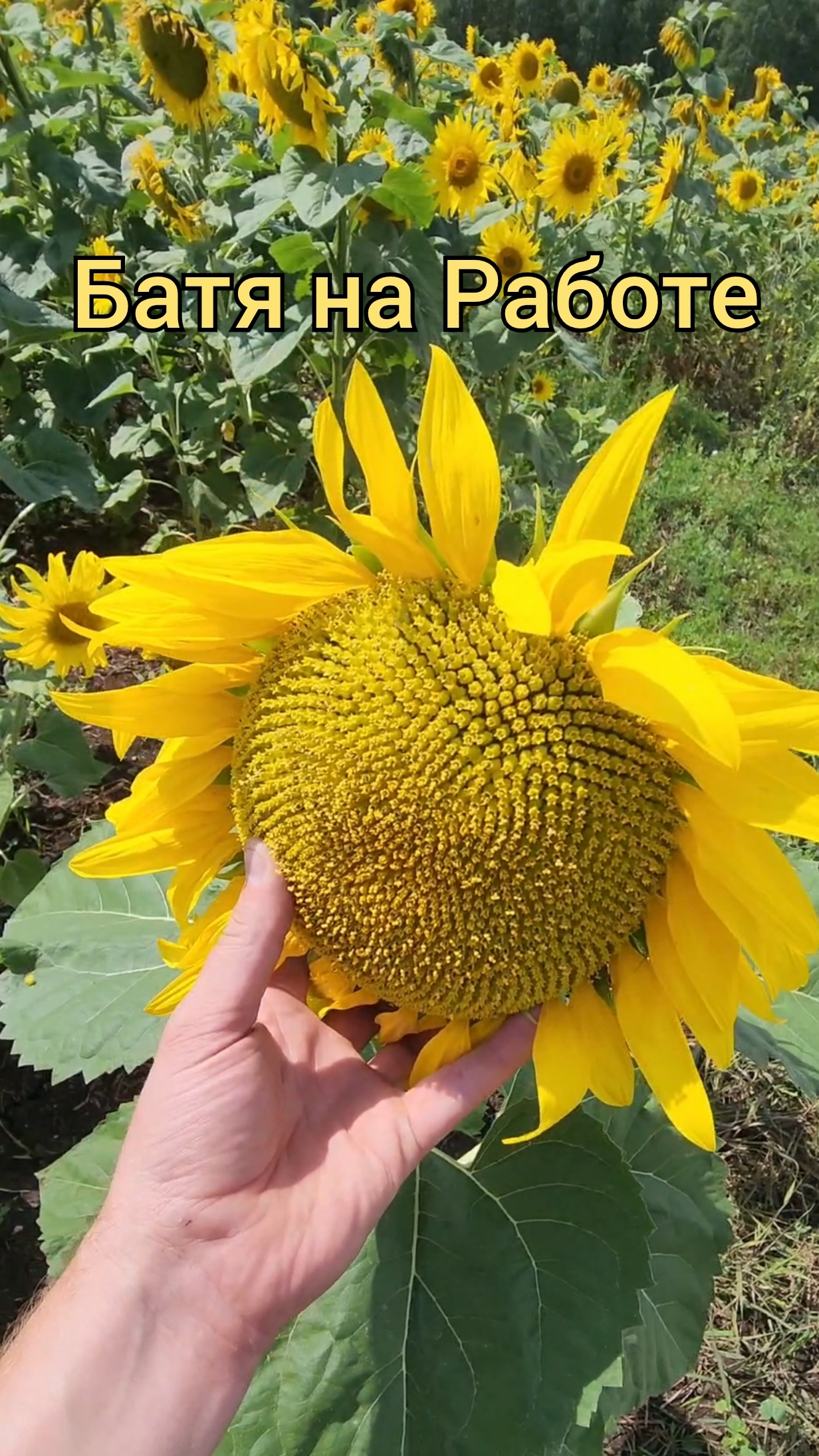 Грузоперевозки на Газели. Батя блогер. смотреть онлайн