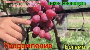 Минор, Богема, Аркадия,Миланка!