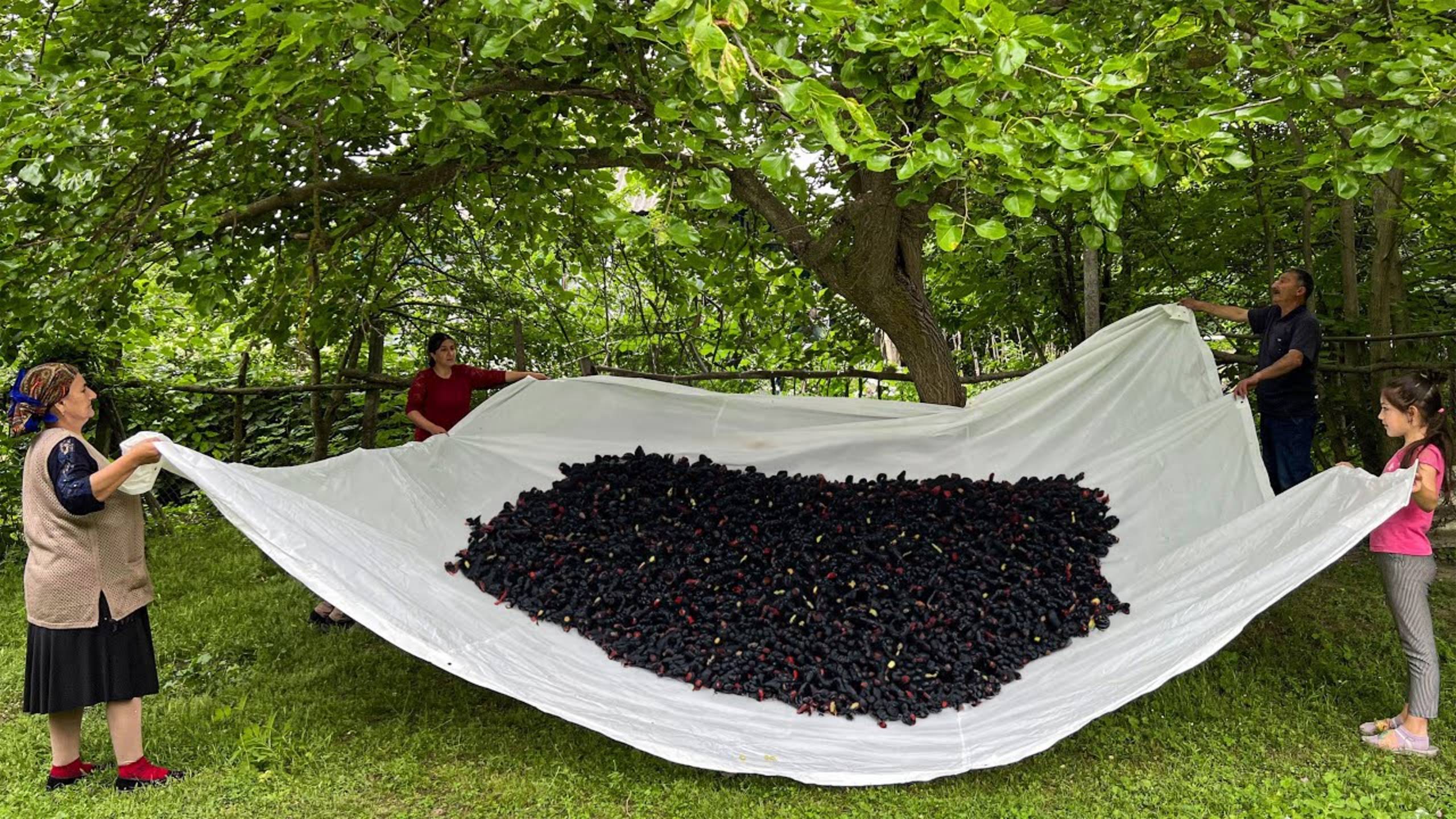 Собрали спелую шелковицу и сварили ароматное домашнее варенье — вкус настоящего лета! смотреть онлайн