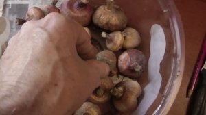 гладиолус луковицы из подвала после хранения