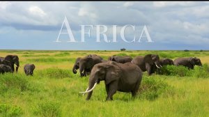 Дикая Африка