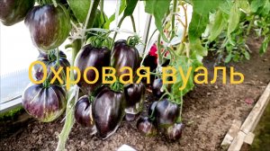 Охровая вуаль Невероятной красоты томат. 👍😊😊😊
