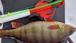 Проведал Избушку-сараюшку. Наловил окуней👍👍👍