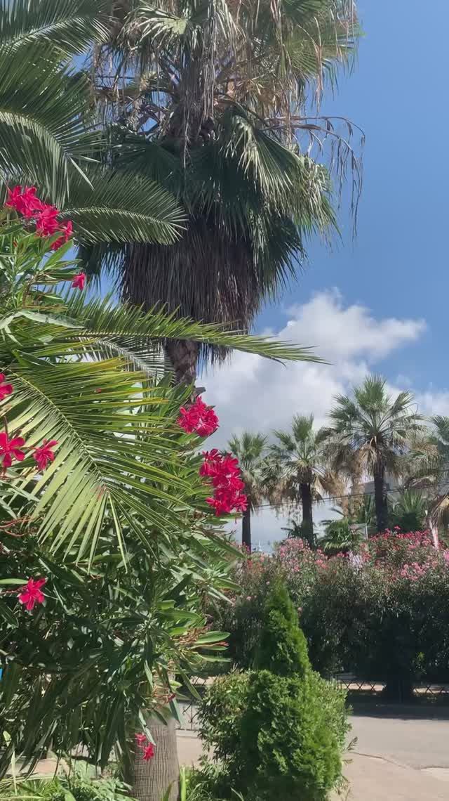 Олеандры и пальмы в Сочи 🌴🌊❤️