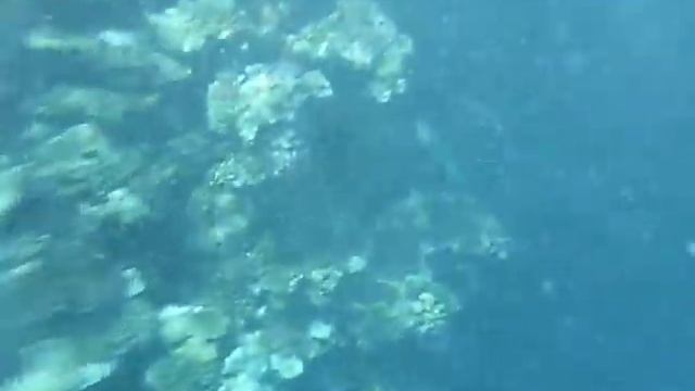 Красота Подводного Мира 3 : Огромная Стая Синих Рыб смотреть онлайн