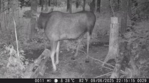 В мире животных, жизнь Лосей в дикой природе!