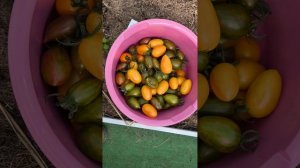 Очередной сбор урожая томатов.