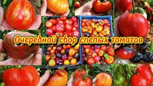 14.08.2025 Опять собираю спелые помидорки.🍅🍅🍅