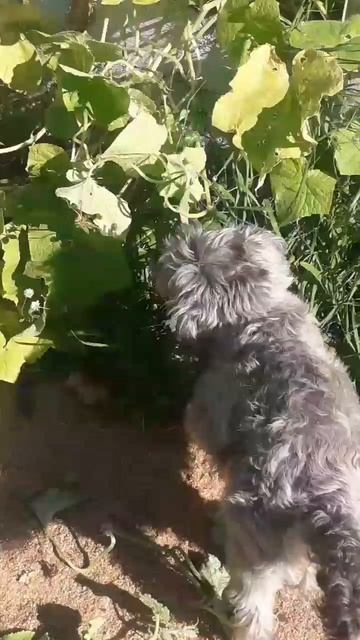 огурчики смотреть онлайн