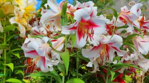 ЛИЛИЯМ в августе - обязательно: 3 процедуры, после которых лилии пышно зацветут в следующем году!