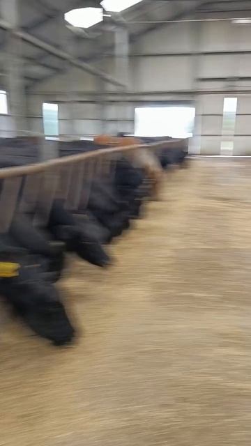 коровы едят вместе с лошадьми